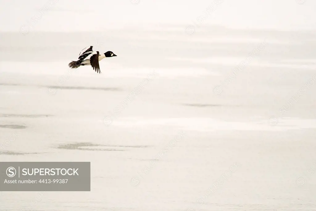 Common Goldeneye flying over a frozen lake Finland