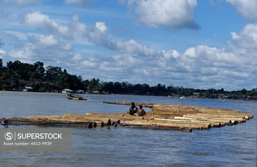 Floated wood on the river Katingan Kalimantan Indonesia