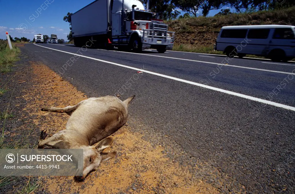 Eastern Grey Kangaroo dead along a road Australia
