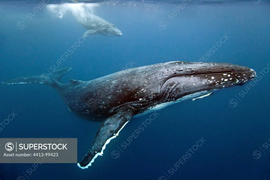 Humpback whale and her young in the South Pacific Tonga