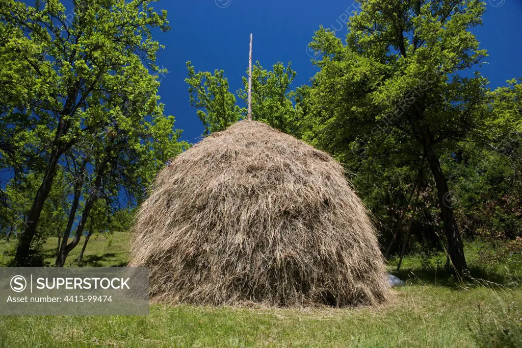 Haystack and deciduous tree in Montenegro