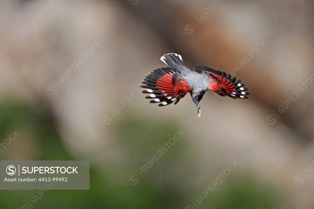 Wallcreeper flight with insects in beak Alps France