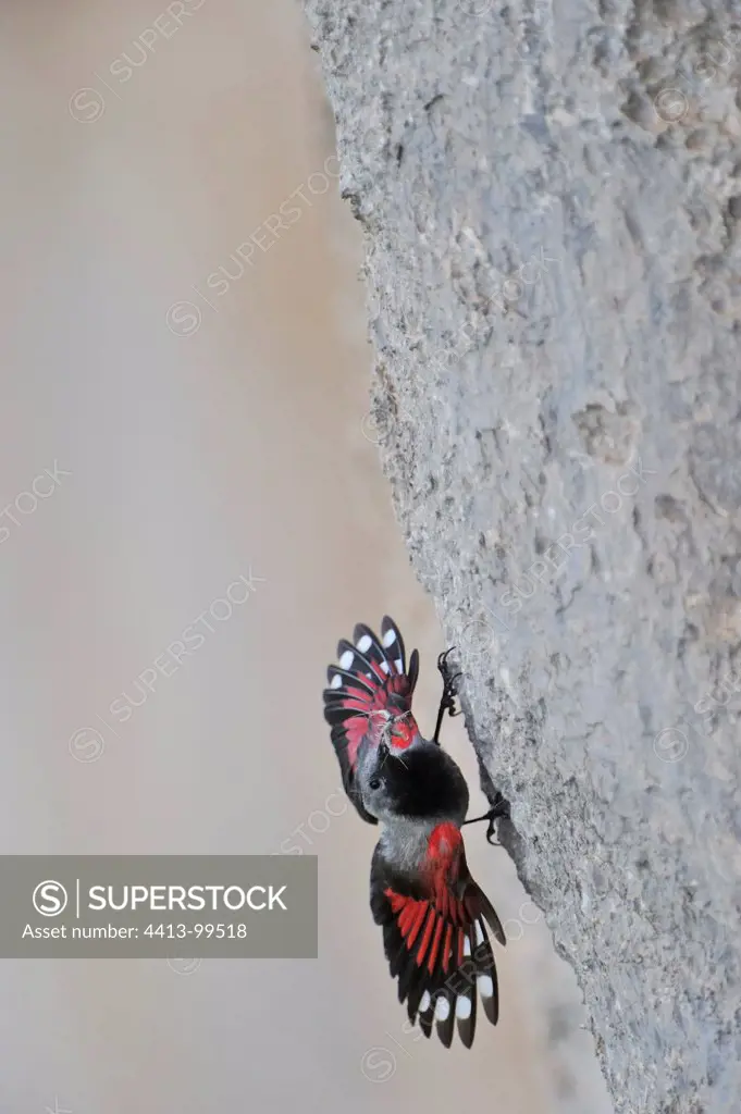 Wallcreeper cliff with insect in beakAlps France