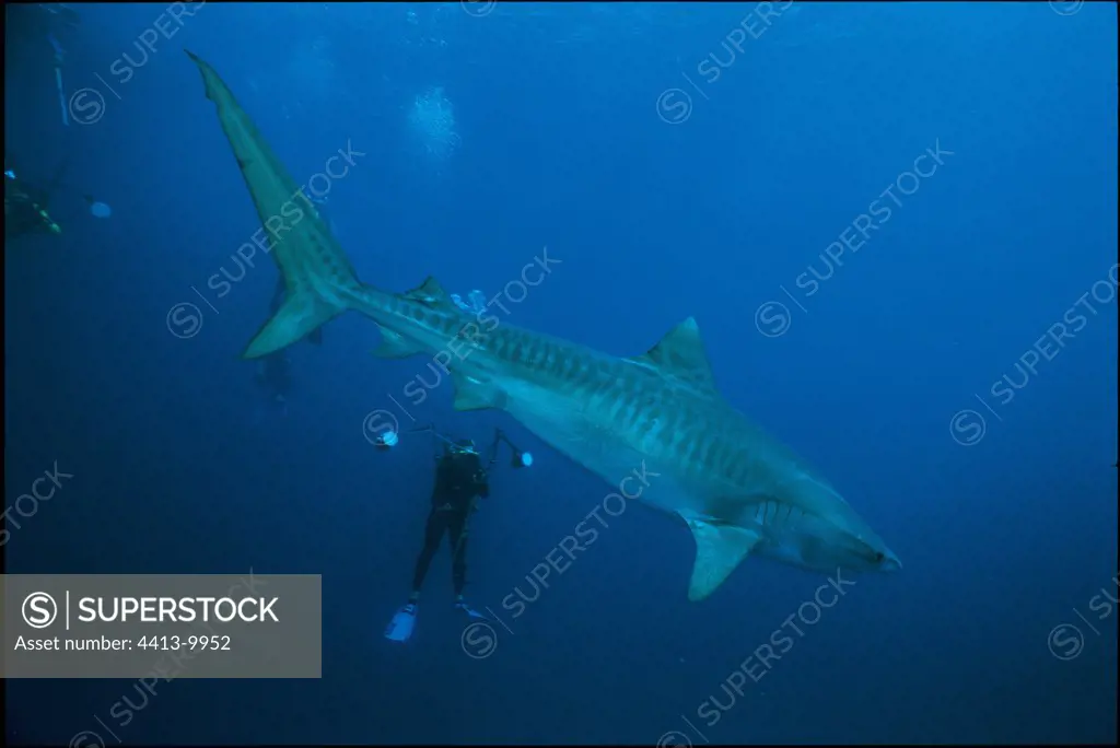 Tiger Shark swimming around a group of divers Polynesia