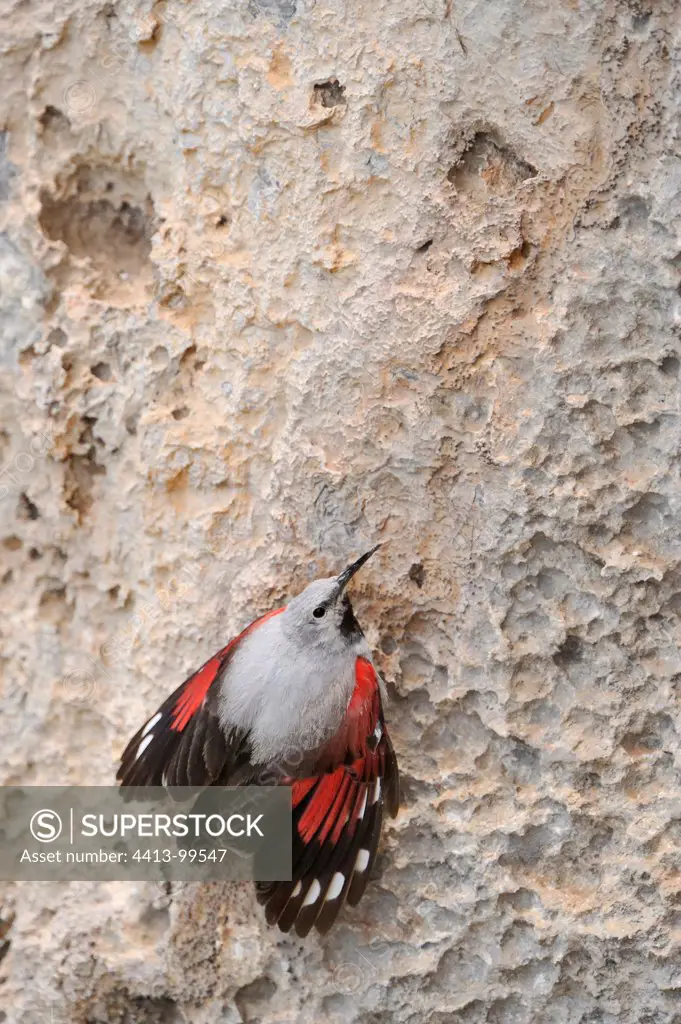 Wallcreeper seeking insects on cliffAlps France