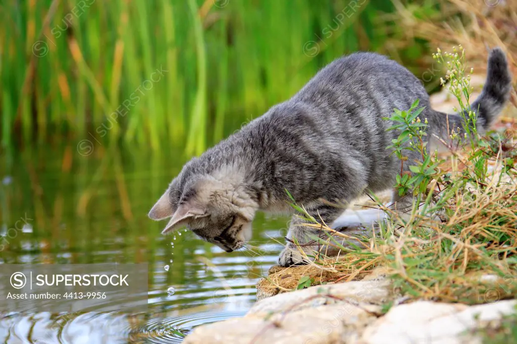 Young cat playing at the edge of water