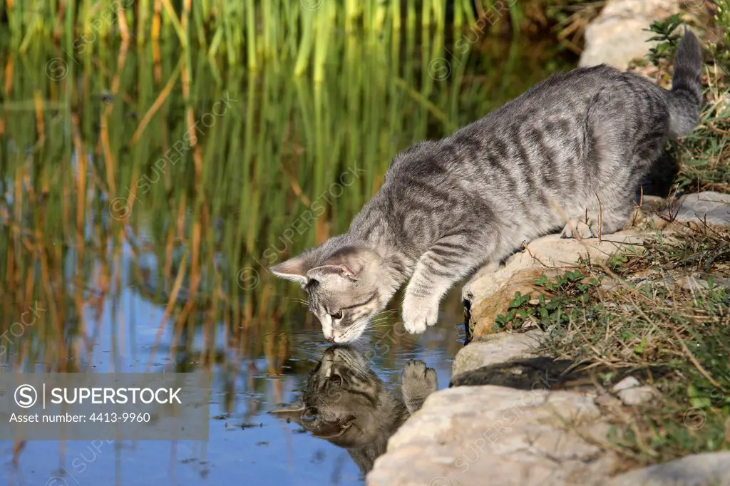 Young cat discovering the water of a pond