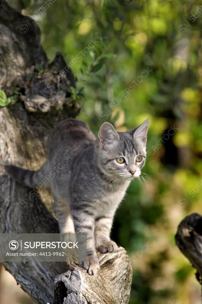 Young cat in an olive-tree