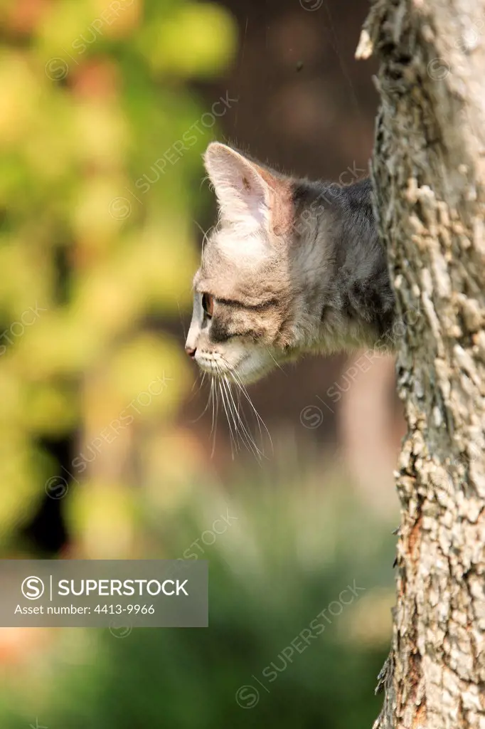 Young cat in an olive-tree