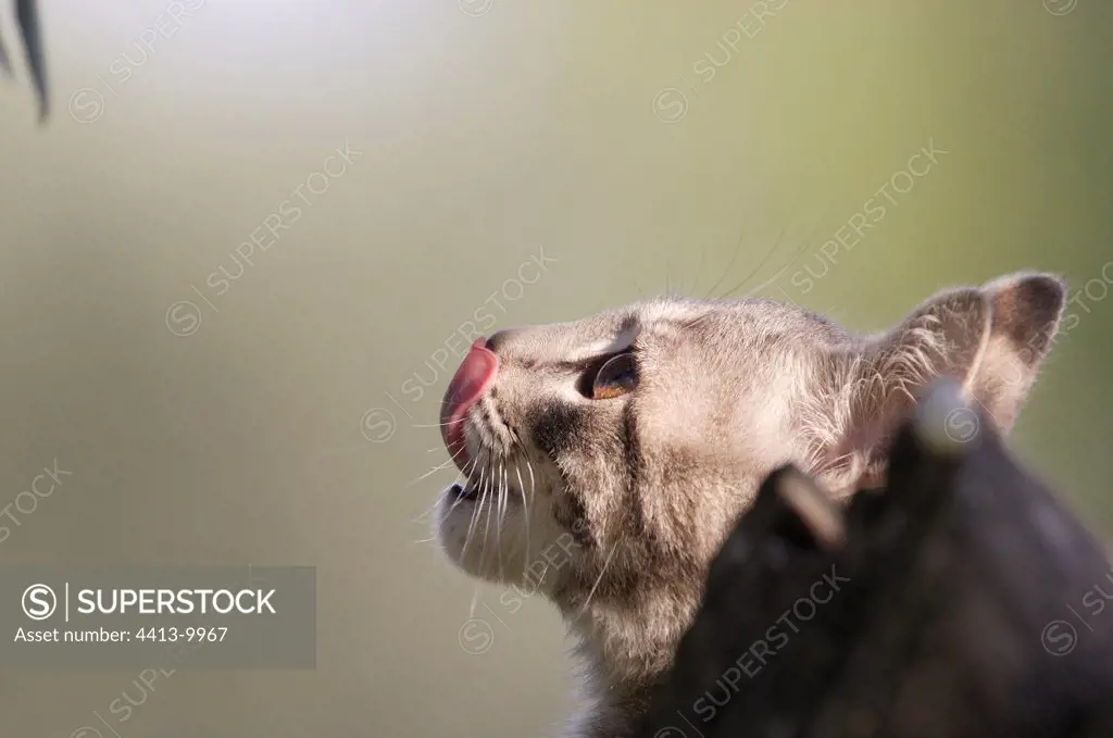 Young cat licking the chops