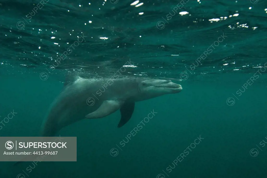 Common Bottlenose Dolphin swimming underwater France