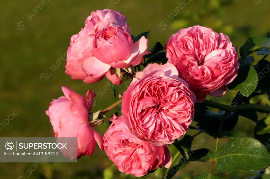 Roses 'Leonard de Vinci' Burgundy France