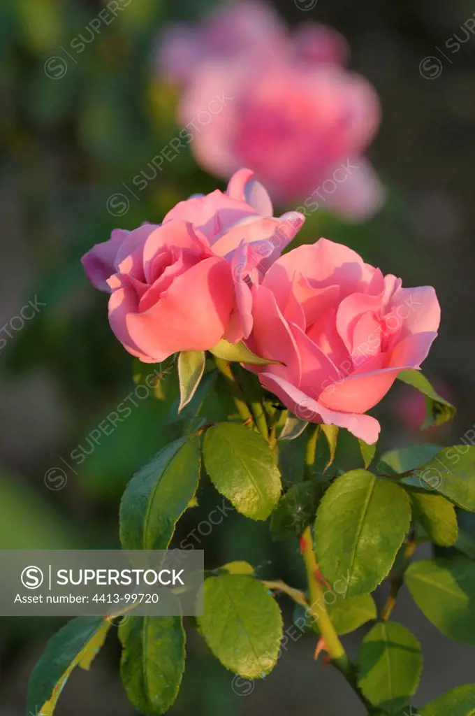 Roses 'Coppelia 76' Burgundy France