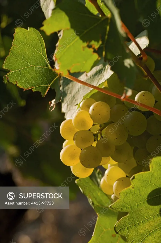 Bunch of White Grapes Chardonnay Burgundy France