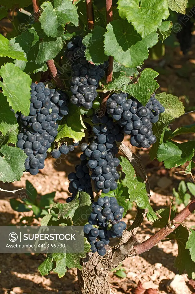 Bunch of Black Grapes Pinot noir Burgundy France