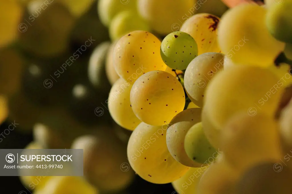 Cluster of white grapes Chardonnay Burgundy Franceb
