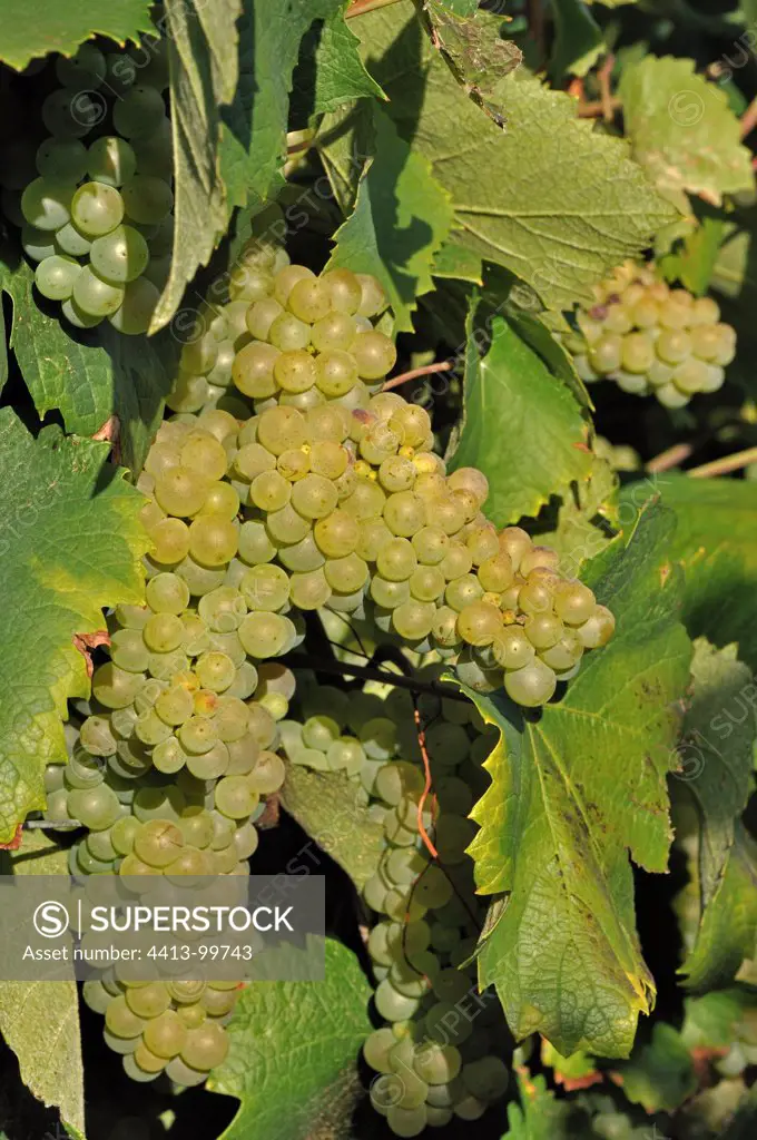 Clusters of white grapes Chardonnay Burgundy France