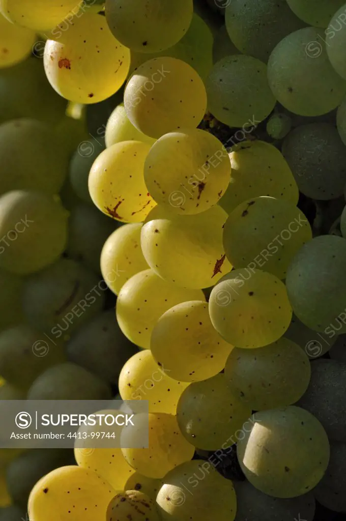 Clusters of white grapes Chardonnay Burgundy France