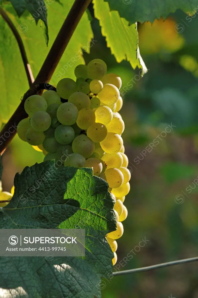 Cluster of white grapes Chardonnay Burgundy France