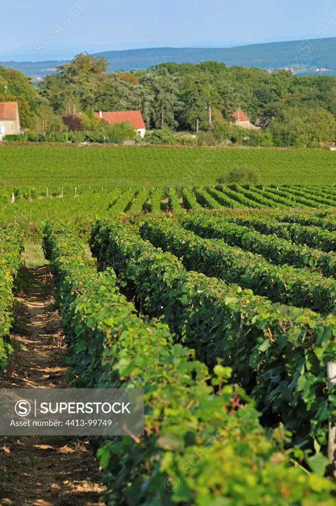 Vineyard Chardonnay Côte chalonnaise Burgundy France