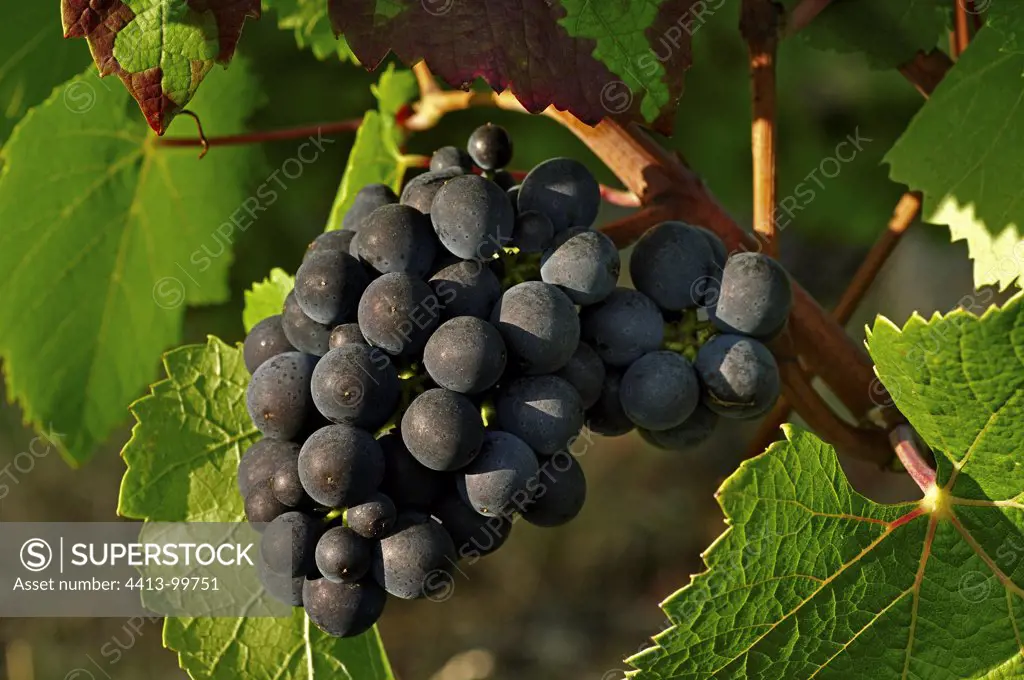 Cluster of black grapes Pinot Noir Burgundy Franceb