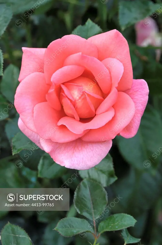 Pink Rose in a Rose Garden Burgundy France