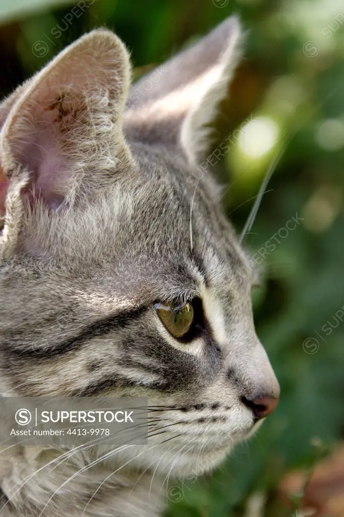Portrait of a young cat