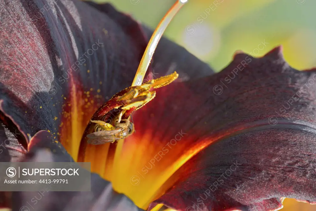 Bee in Hemerocallis 'Couvre Feu' flower Burgundy France