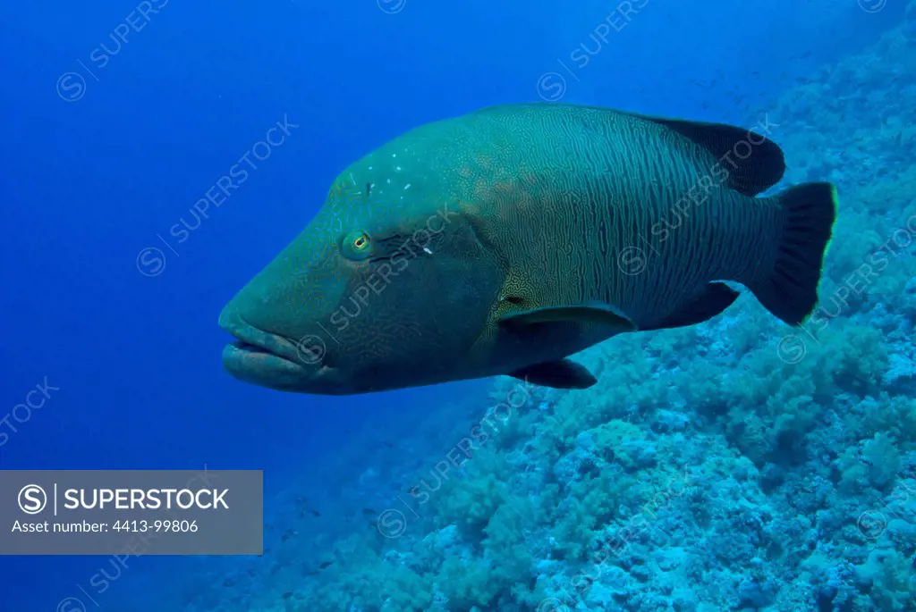 Humphead wrasse swimming in Red sea Egypt