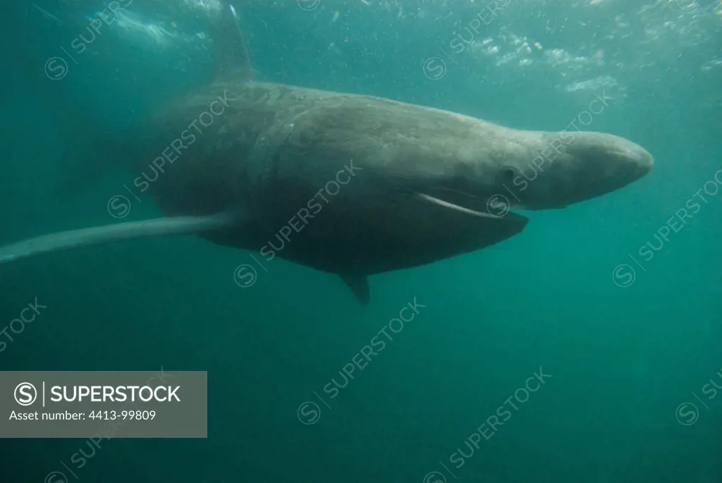 Basking Shark feeding on plankton Isle of Man UK