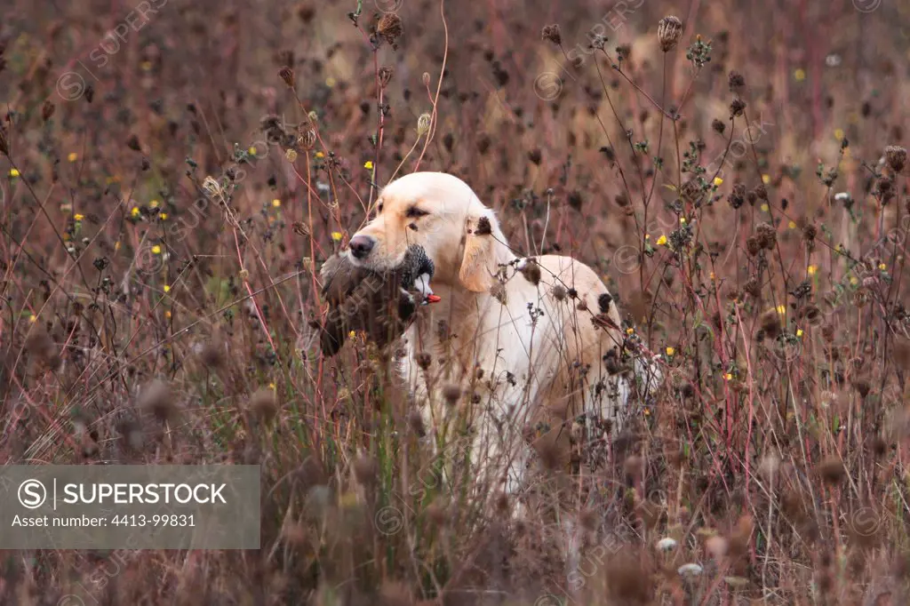 Golden Retriever reporting a Red-legged Partridge France