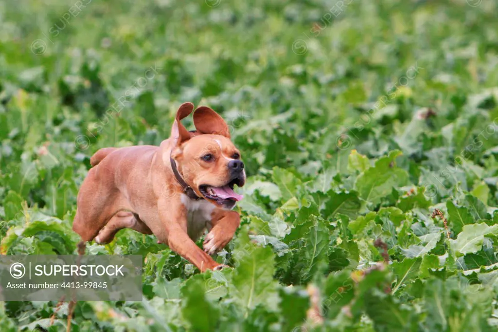 Portuguese pointing dog running in a field of beets France
