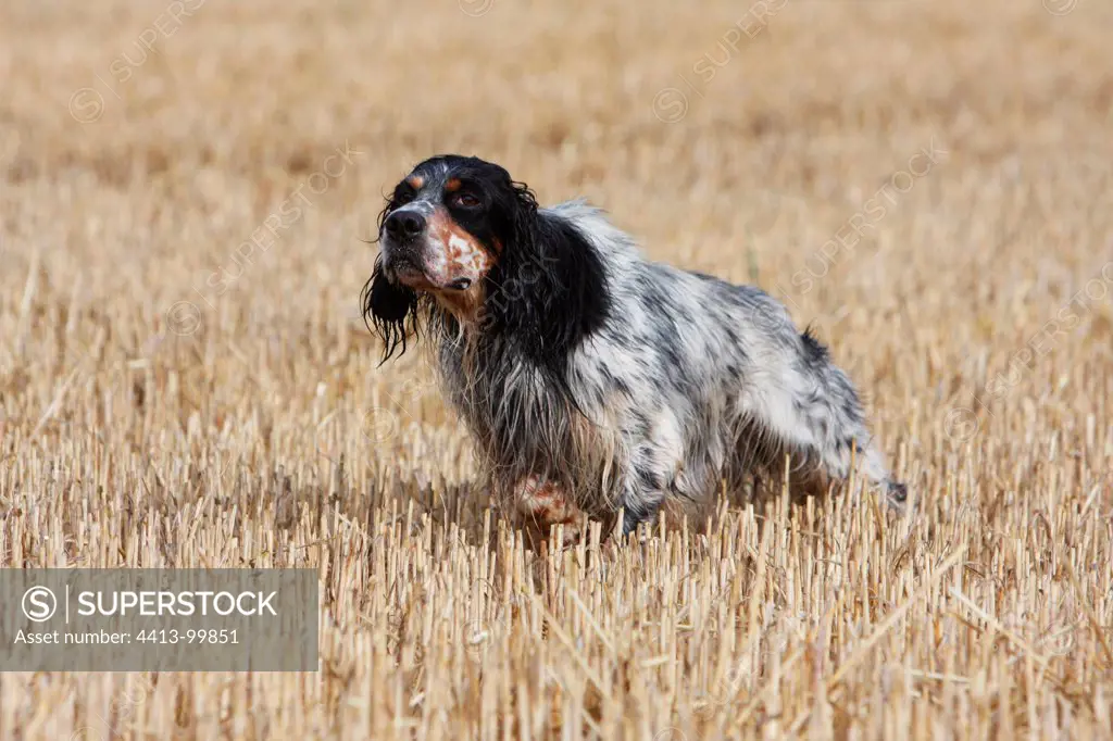 English Setter to stop in a wheat stubble in France