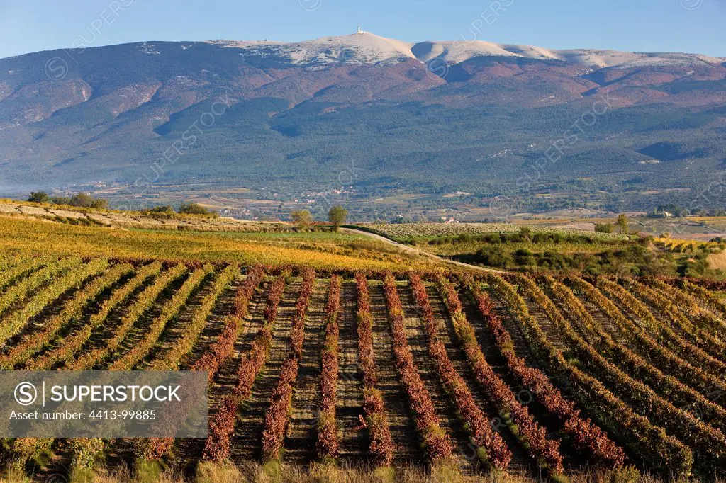 Vineyards in autumn and Mont Ventoux Provence France