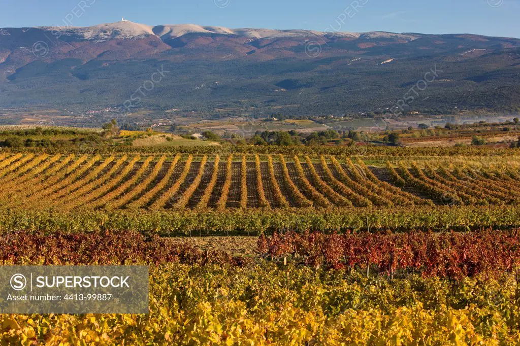 Vineyards in autumn and Mont Ventoux Provence France