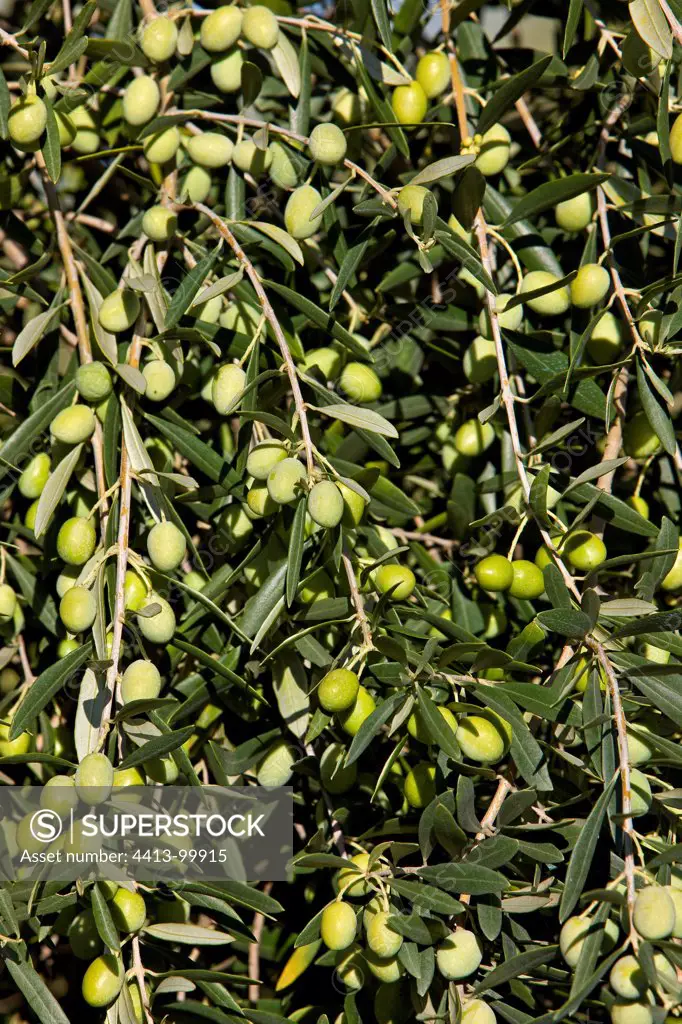 Olives on Olivier en Provence France