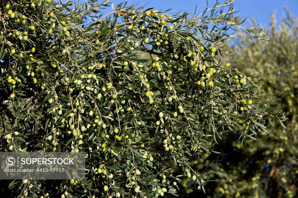 Olives on Olivier en Provence France
