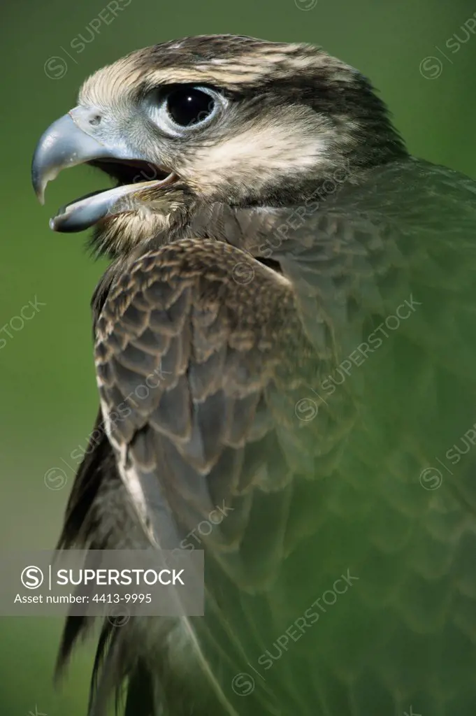 Portrait of a Laggar falcon Keoladeo NP Inde