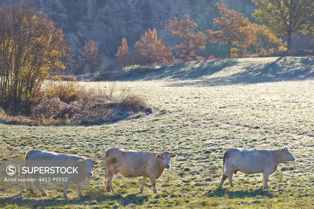 Charolais cows in a field in Provence France