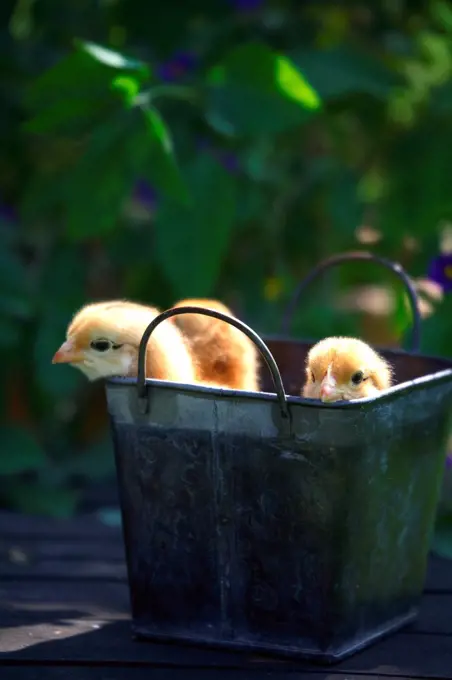 Chicks in a decorative pot on a patio tableFrance