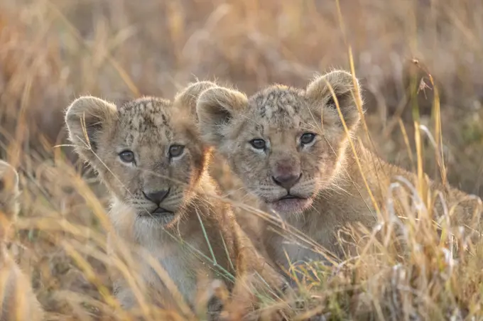 Lion (Panthera leo) cubs in savanna, Masai Mara National Reserve, National Park, Kenya