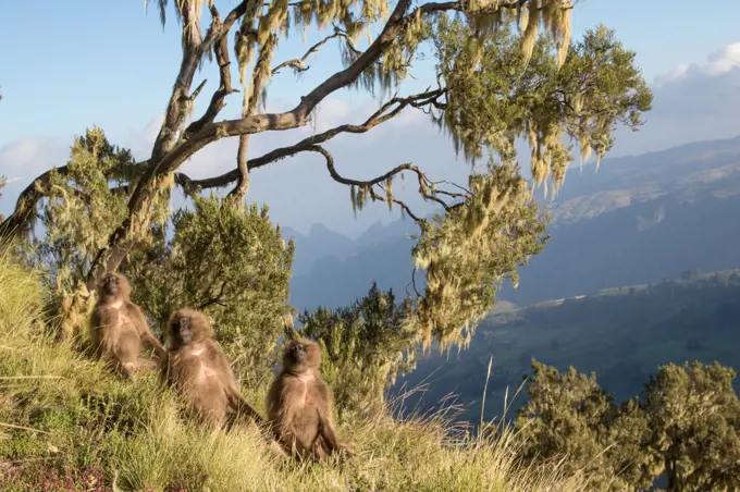Gelada (Theropithecus gelada) group warming at dawn, Siemen Mountains, Ethiopia