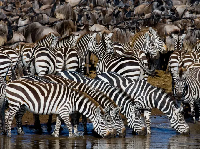 Group of zebras (Equus quagga) are drinking water from the river. Kenya. Tanzania. National Park. Serengeti. Maasai Mara.