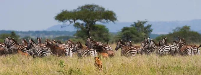 Cheetah (Acinonyx jubatus) is hunting for a herd of zebras and wildebeest. Kenya. Tanzania. Africa. National Park. Serengeti. Maasai Mara.