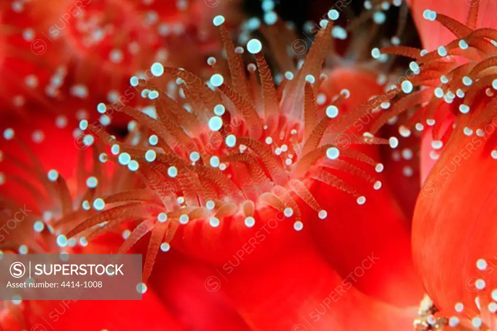 USA, California, Club-tipped anemone (Corynactis californica) in Eastern Pacific Ocean