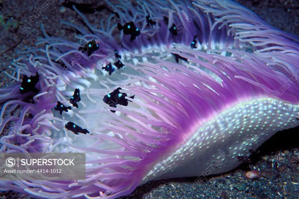 Fiji, Three-spot damsel (Dascyllus trimaculatus) and Corkscrew tentacle sea anemone (Macrodactyla doreensis) in Pacific Ocean