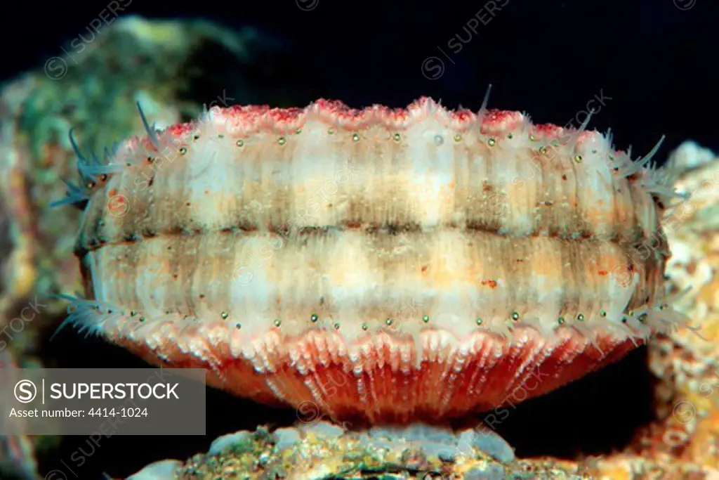 Canada, British Columbia, Spiny scallop (Chlamys hastata) in Pacific Ocean