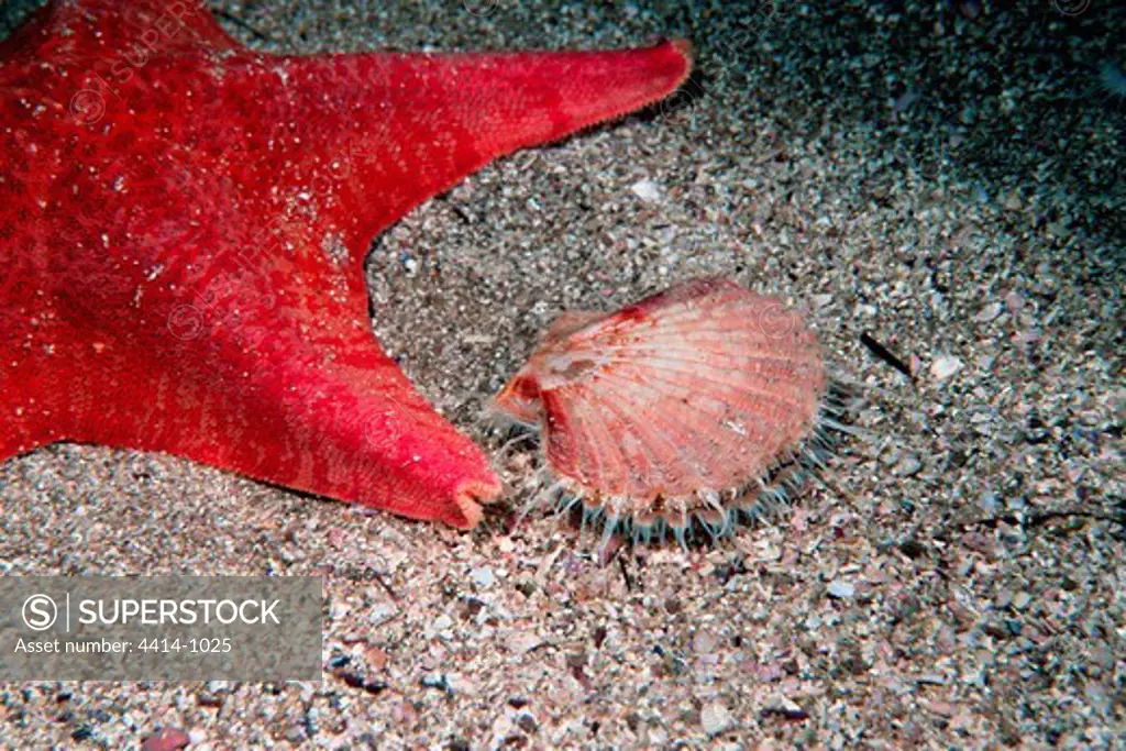 USA, California, San Diego, Elevated view of scallop (Pecten diegensis) and Bat star in Eastern Pacific Ocean