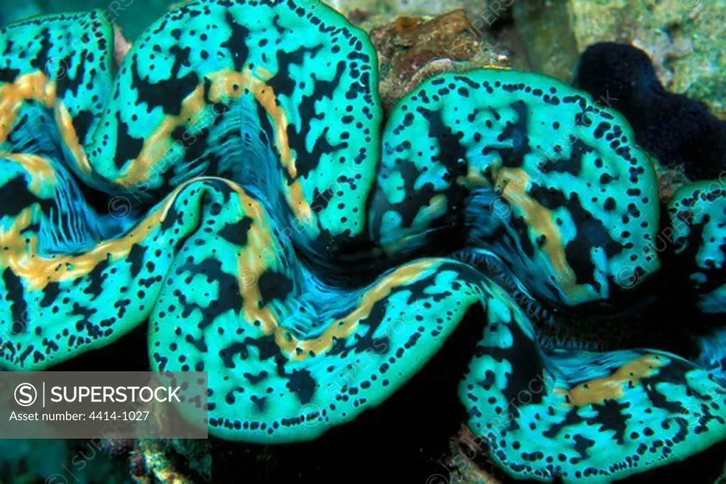 Australia, Giant clam (Tridachna species) in Great Barrier reef on Pacific Ocean