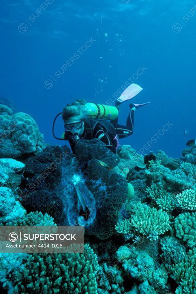 Australia, Scuba diver looking at giant clam (Tridachna species) in Great Barrier reef on Pacific Ocean